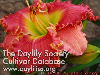 Daylily Apple Honey